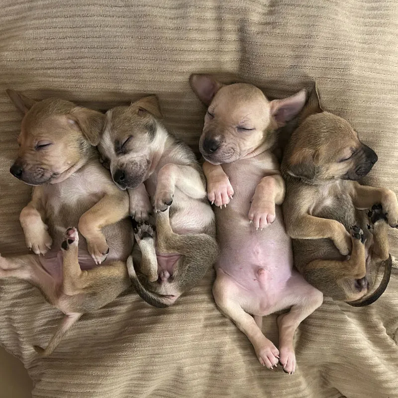 Foster a dog
