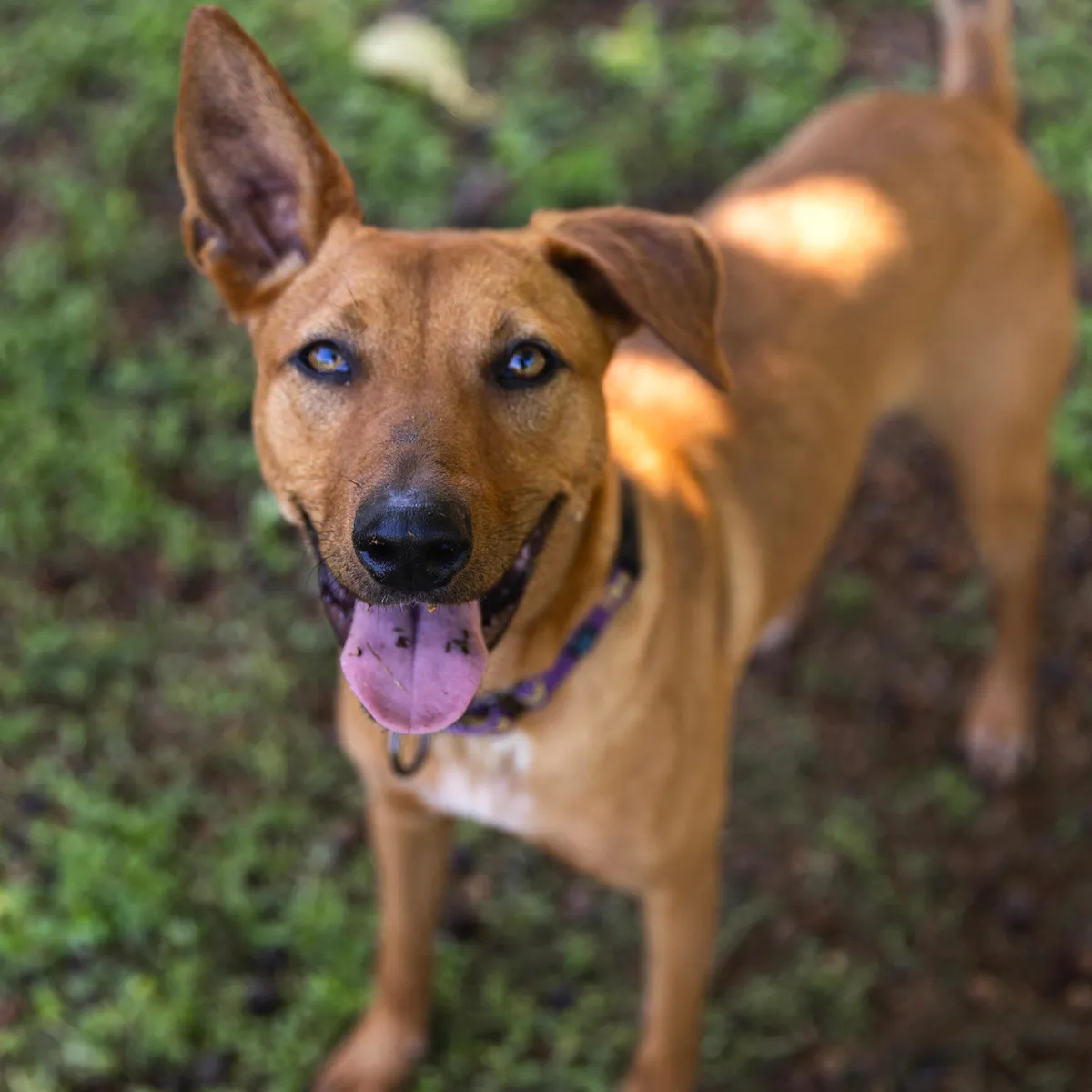 Dino - Dog of the Month