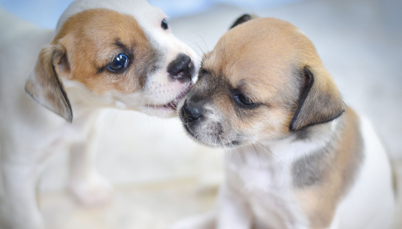 Adorable FAF rescue puppy